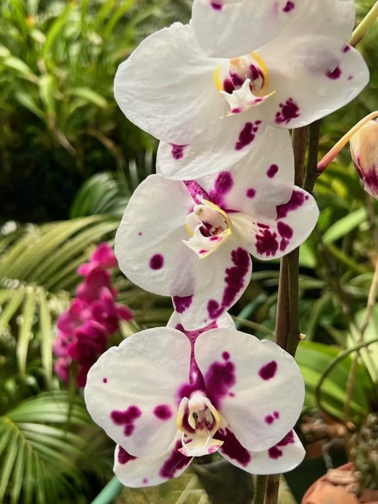 Orchids representing beauty and happiness earned through discipline